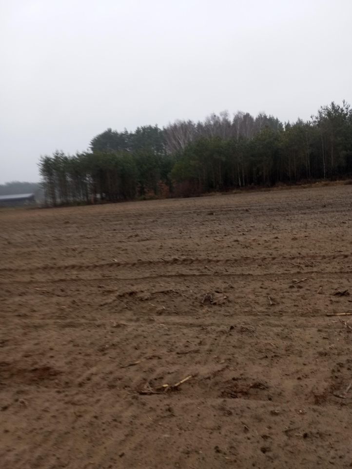 Działka rolno-budowlana Sojczyn Borowy. Zdjęcie 3