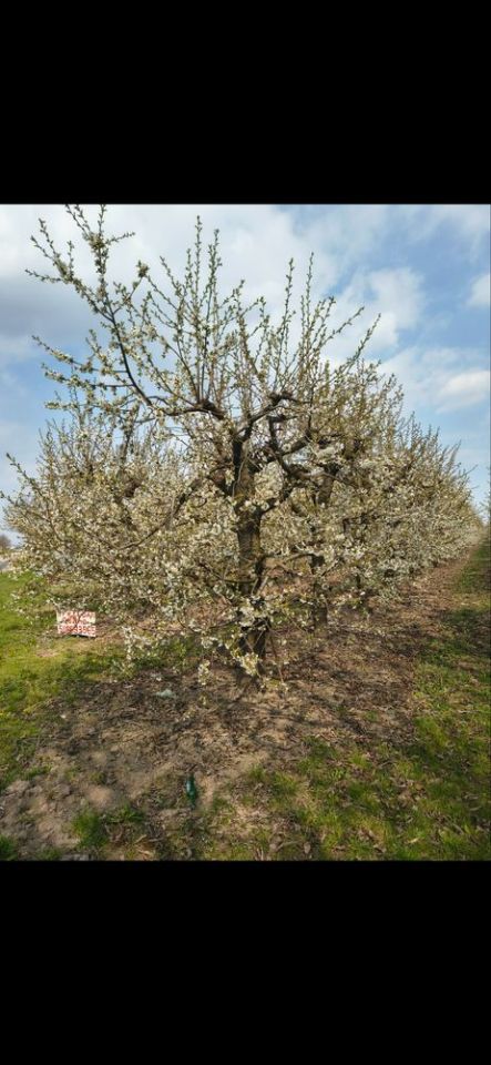 Działka rolna Koprzywnica. Zdjęcie 4