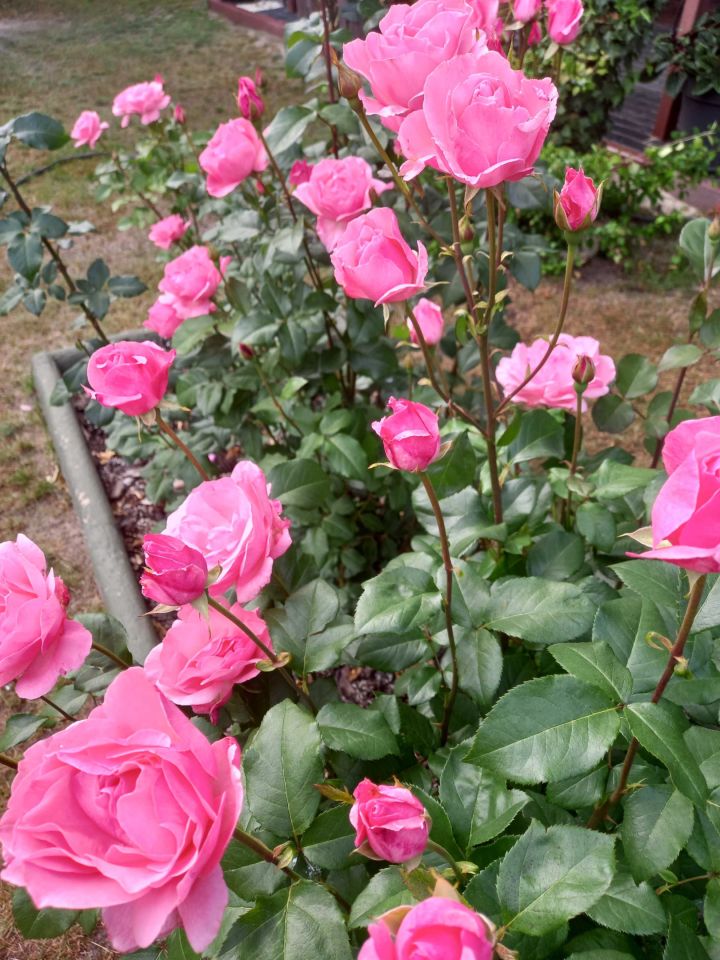 Działka rod Świdnica. Zdjęcie 8