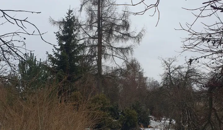 Działka budowlana Zabrze Mikulczyce, ul. Leśna