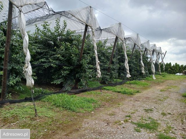 gospodarstwo, 4 pokoje Ciechanki Kolonia Ciechanki. Zdjęcie 7