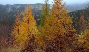 Działka budowlana Jarkowice