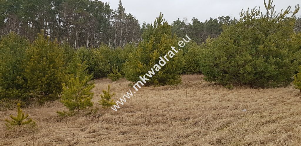 Działka budowlana Budy Iłowskie. Zdjęcie 6