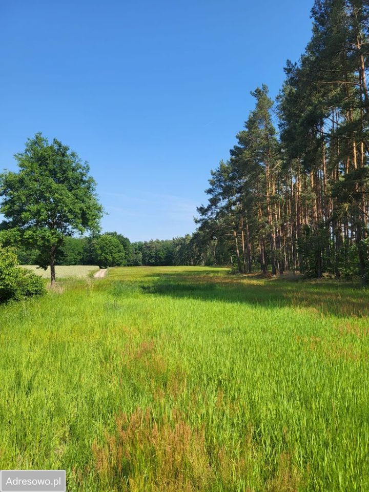 Działka budowlana Bledzew. Zdjęcie 6