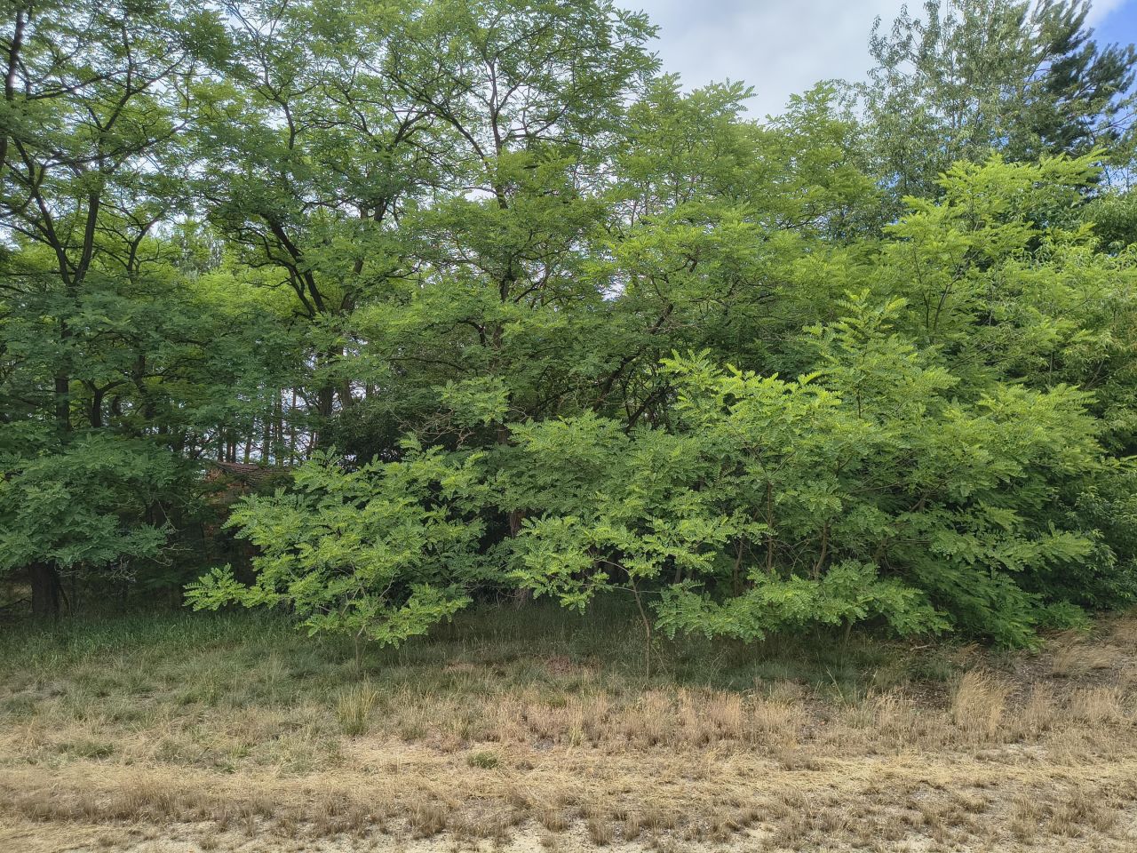 dom wolnostojący, 3 pokoje Odcinek. Zdjęcie 13