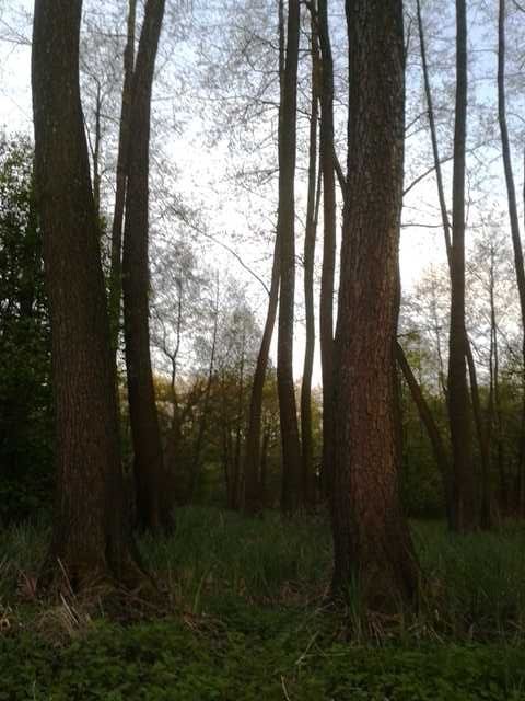 Działka rolna Piotrówek. Zdjęcie 2