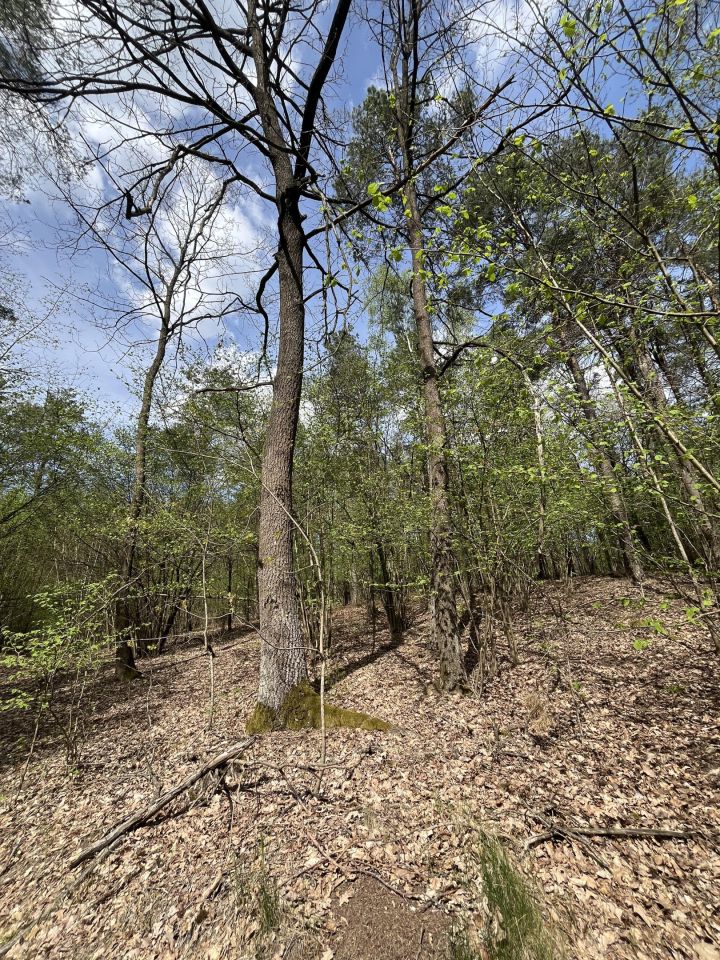 Działka leśna Stare Modzele. Zdjęcie 4