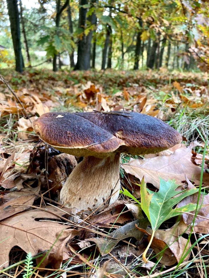 Działka budowlana Bystrzyca. Zdjęcie 6