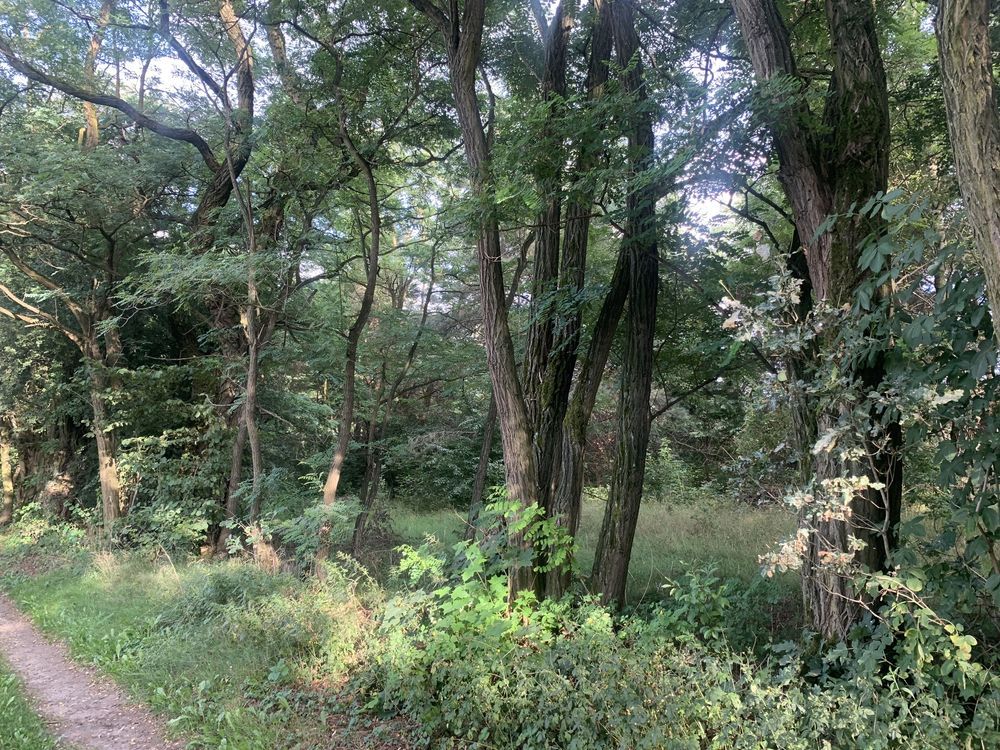 Działka budowlana Huta Dłutowska. Zdjęcie 2