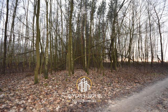 Działka leśna Jawidz Gajówka. Zdjęcie 2