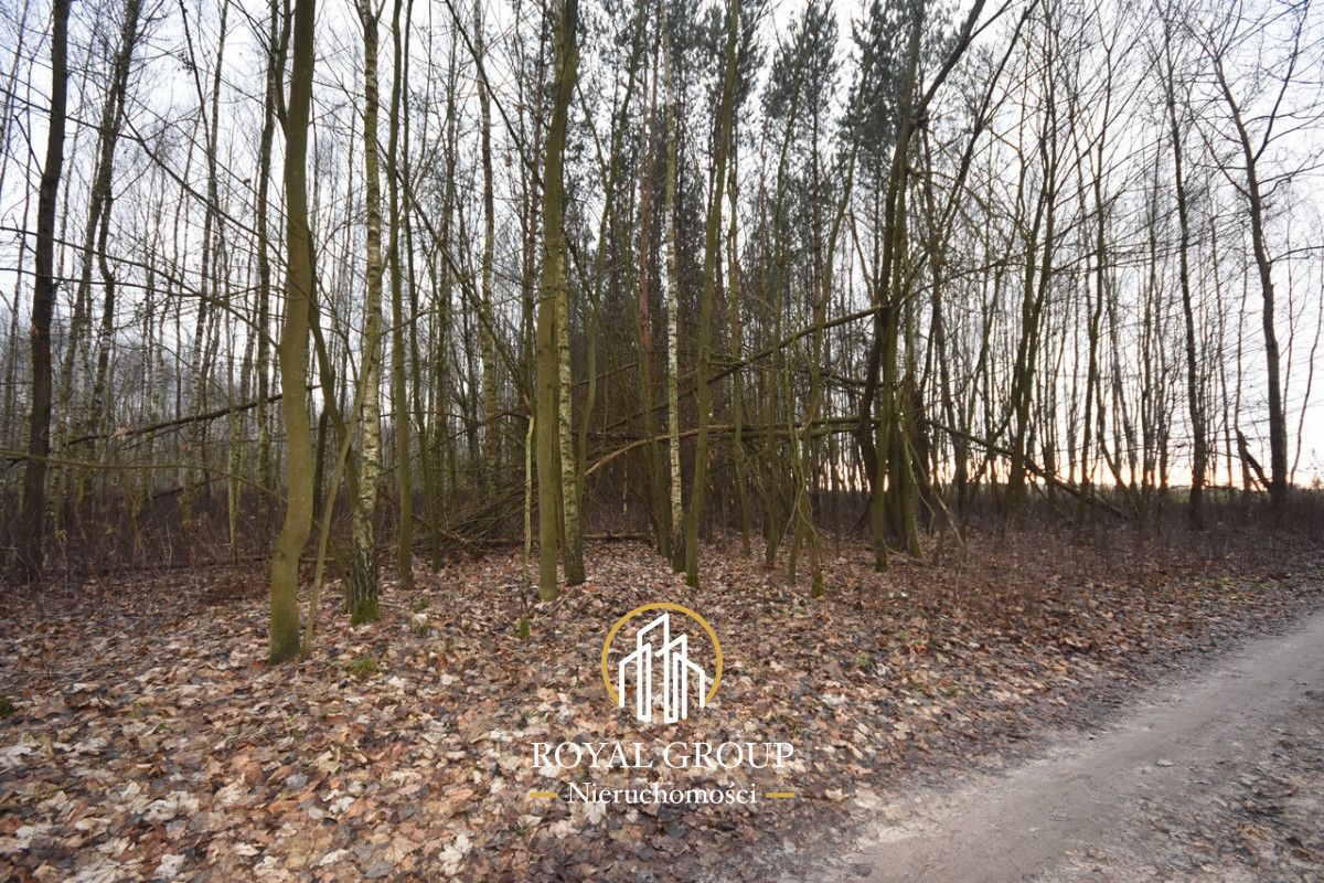 Działka leśna Jawidz Gajówka. Zdjęcie 2