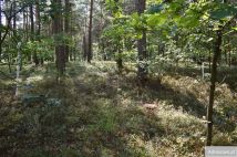 Działka leśna Stary Żabieniec. Zdjęcie 2