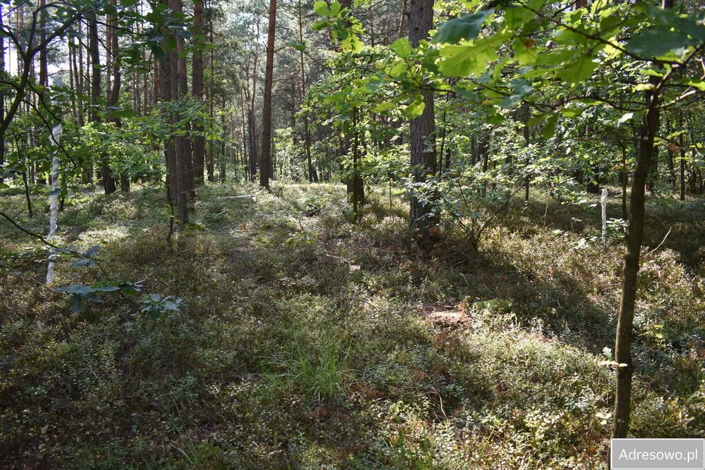 Działka leśna Stary Żabieniec. Zdjęcie 3