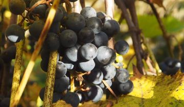 Działka rod Gdańsk Emaus, ul. Nowolipie