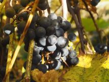 Działka rod Gdańsk Emaus, ul. Nowolipie. Zdjęcie 1