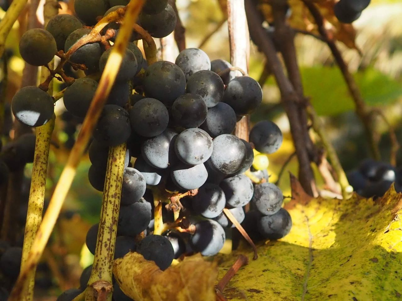 Działka rod Gdańsk Emaus, ul. Nowolipie. Zdjęcie 2