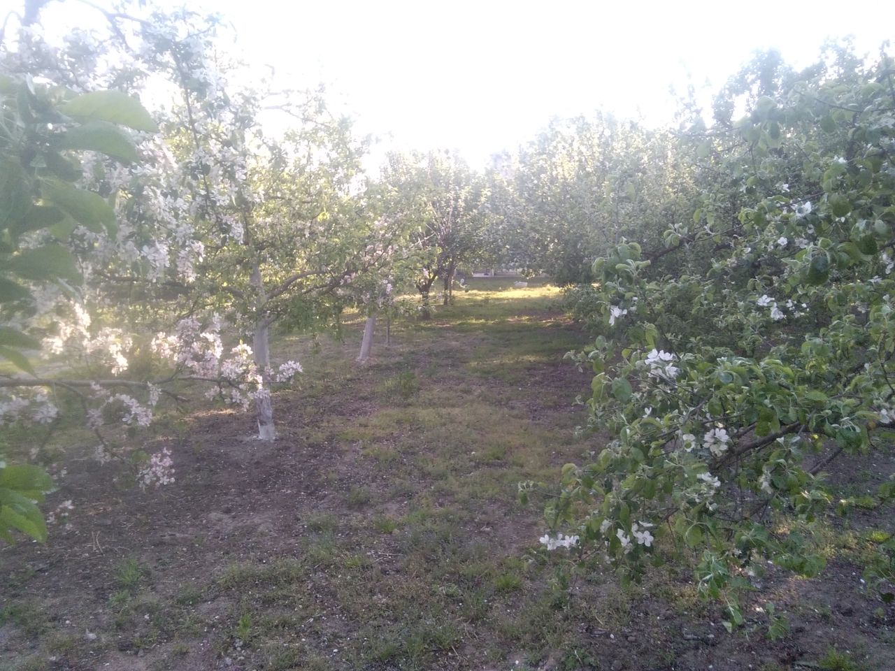 gospodarstwo, 4 pokoje Helenów. Zdjęcie 11