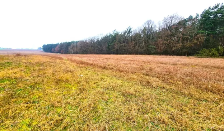 Działka budowlana Żarowo, ul. Polna