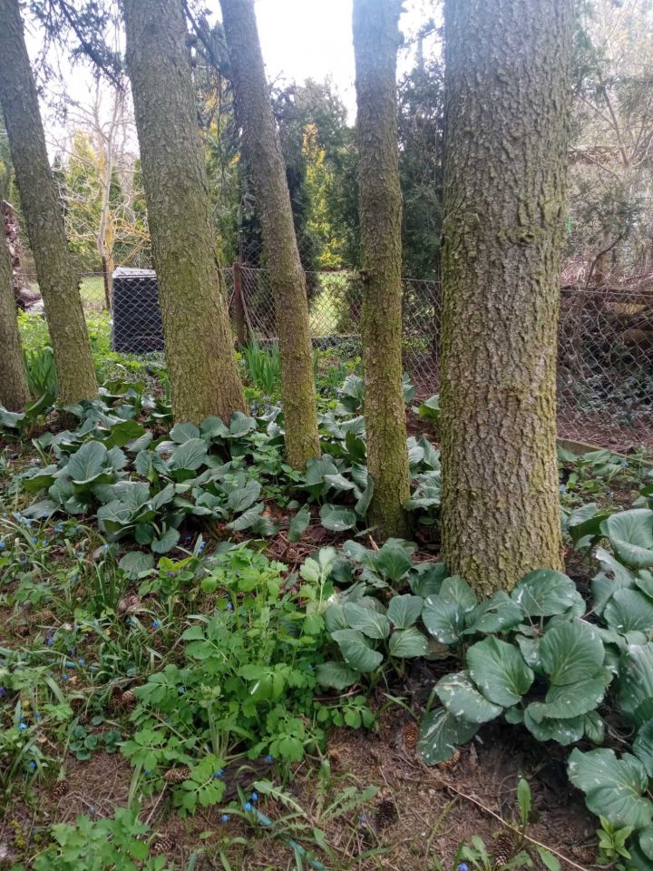 Działka rod Ciechanów Gostków. Zdjęcie 6