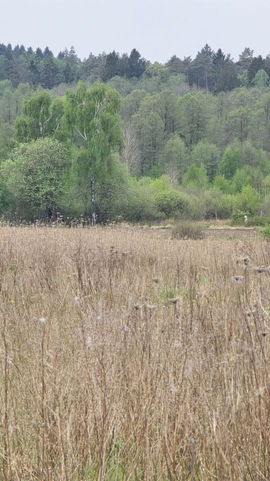 Działka siedliskowa Dobrzyń. Zdjęcie 4