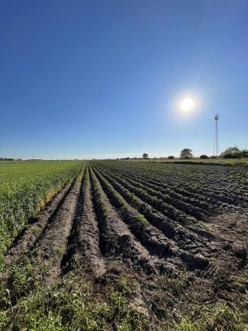 Działka rolna Bobrowiec, ul. Mazowiecka. Zdjęcie 1