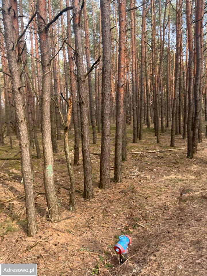 Działka leśna Wola Polska. Zdjęcie 3