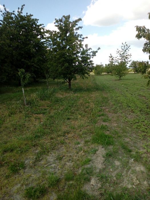 Działka rolna Czaplin. Zdjęcie 2