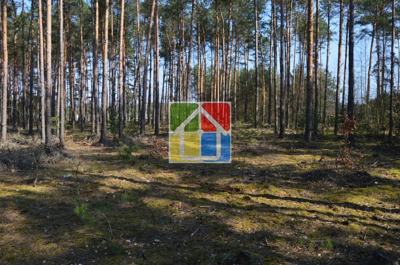 Działka leśna Kiełpieniec Mniszek. Zdjęcie 10