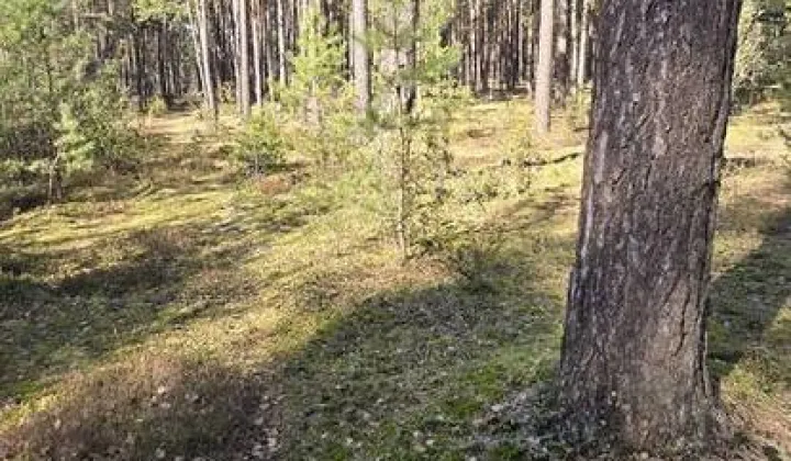 Działka leśna Huta