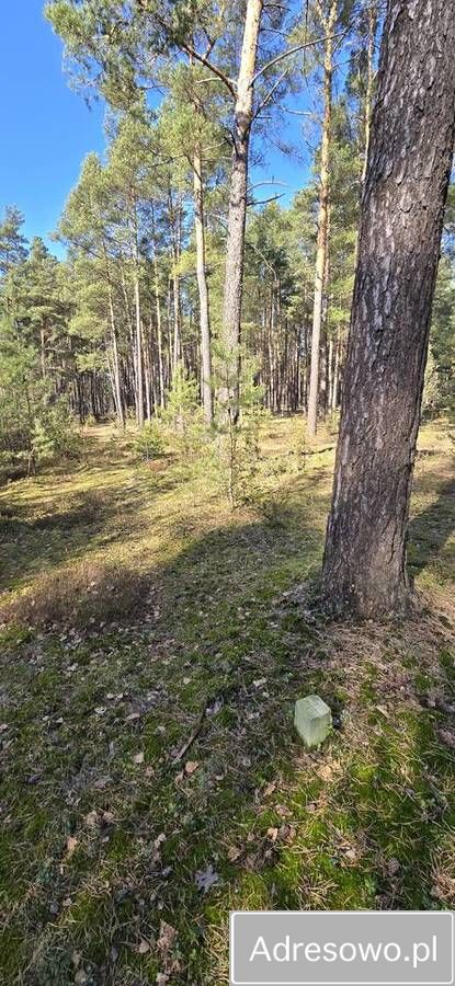 Działka leśna Huta. Zdjęcie 1