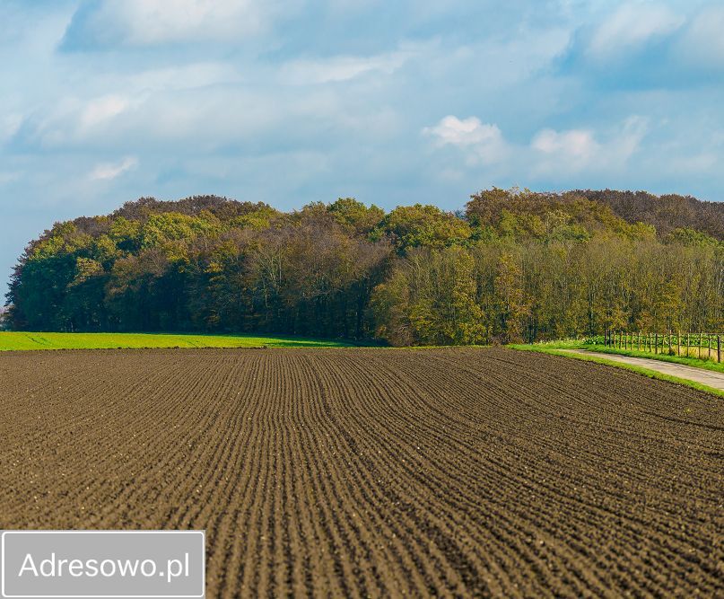 Działka rolna Kurowo-Parcele. Zdjęcie 2