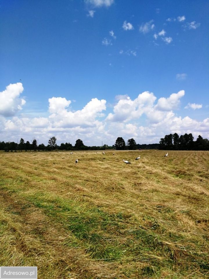 Działka rolna Olszowiec. Zdjęcie 6