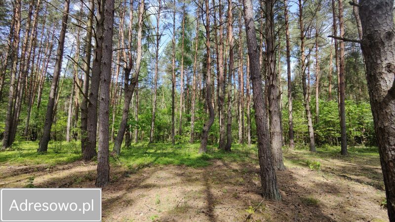 Działka leśna Łęg. Zdjęcie 8
