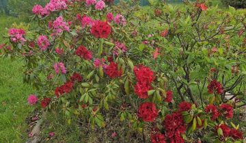 Działka rod Dębostrów