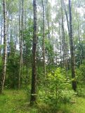 Działka leśna Bryzgów Kalapatów, brak. Zdjęcie 1
