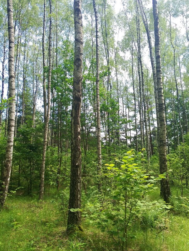 Działka leśna Bryzgów Kalapatów, brak. Zdjęcie 2