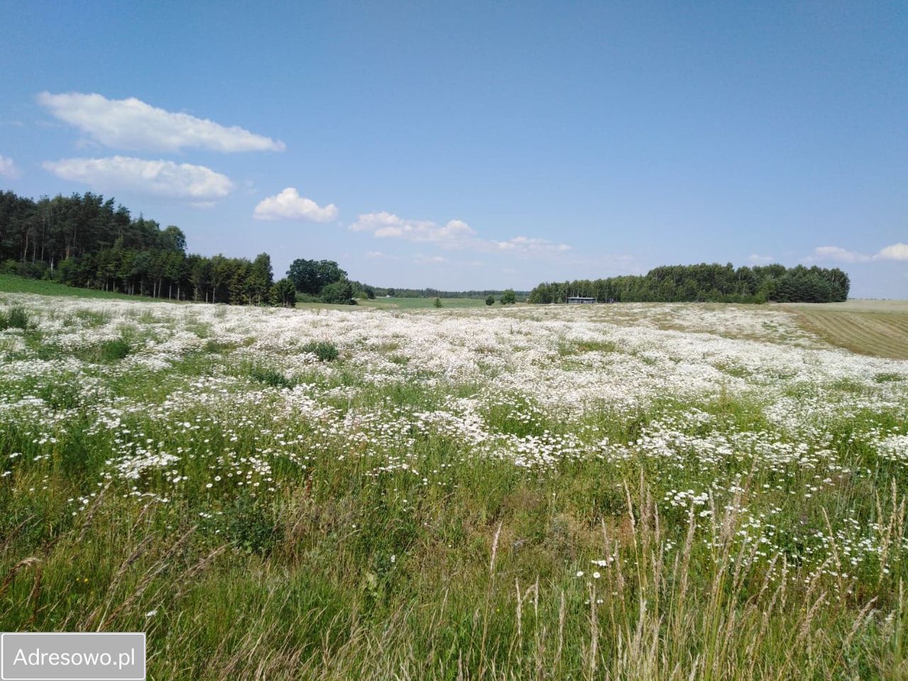 Działka budowlana Sikorzyno, ul. Rodu Wybickich
