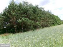 Działka leśna Rydzewo. Zdjęcie 1