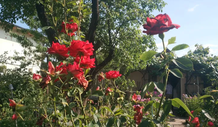 Działka rod Poznań Ławica, ul. Bukowska