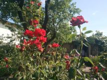 Działka rod Poznań Ławica, ul. Bukowska