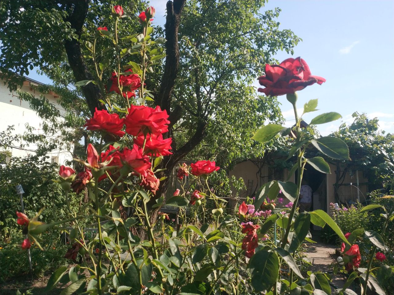 Działka rod Poznań Ławica, ul. Bukowska