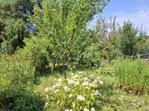 Działka rod Zielonka. Zdjęcie 1