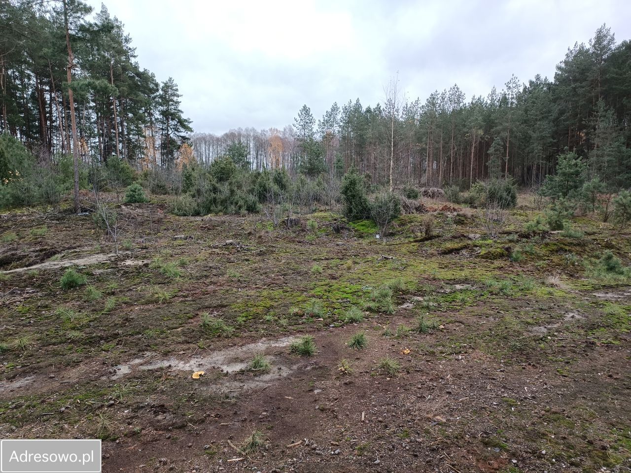 Działka rolna Filochy. Zdjęcie 12