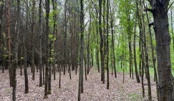 Działka leśna Trzciniec