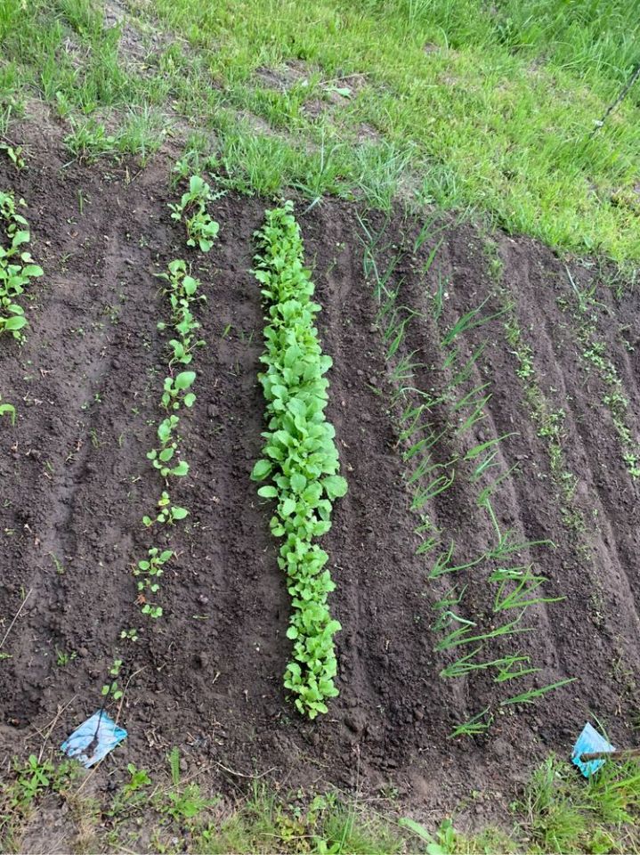 Działka rod Gdańsk Orunia. Zdjęcie 3