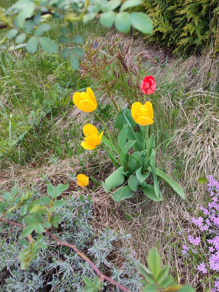 Działka rod Bielsko-Biała, ul. Wincentego Witosa. Zdjęcie 6