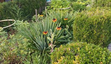 Działka rod Kwidzyn, ul. Furmańska