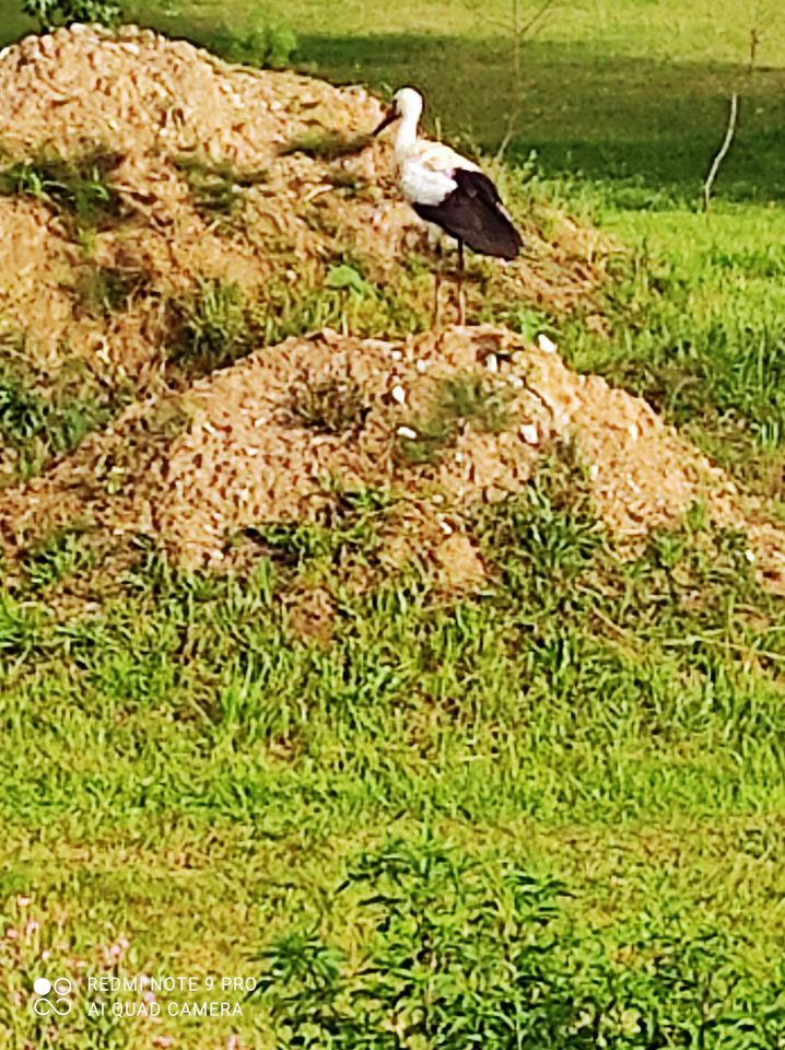 Działka rolna Rostki Skomackie. Zdjęcie 13