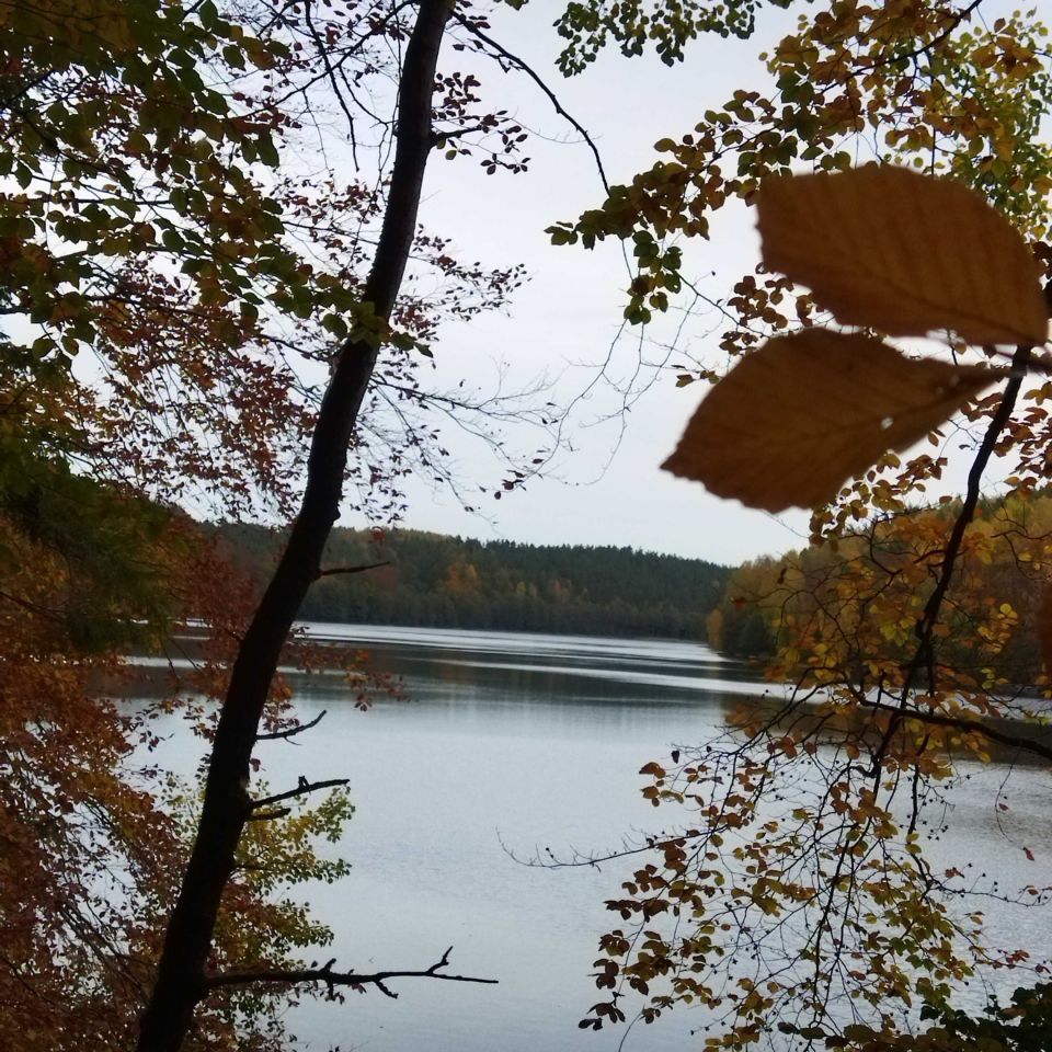 Działka leśna Ciemno. Zdjęcie 4