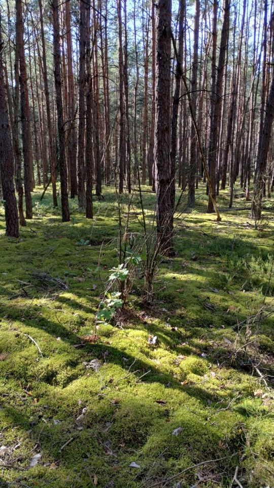 Działka leśna Ołdakowizna. Zdjęcie 2